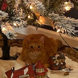 Meet your Posher, Nancy